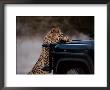 An African Cheetah Leans On A Tourist Vehicle While Waiting Expectantly For Food by Chris Johns Limited Edition Print