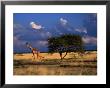 Reticulated Giraffe (Giraffa Camelopardalis Reticulatea) On Plain, Samburu National Reserve, Kenya by Mitch Reardon Limited Edition Print