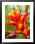 Red And Yellow Bromeliad, San Francisco, California, Usa by Julie Eggers Limited Edition Pricing Art Print