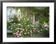 Rosa, Pink Flowers Divided By A Path And Wooden Door And Spreading Over A Bench, Worcester by Mark Bolton Limited Edition Print