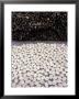 Drying Rice Cakes, Mekong Delta, Vietnam by Keren Su Limited Edition Print