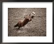 Man Bullriding At Cheyenne Frontier Days Rodeo, Cheyenne, Wyoming by Holger Leue Limited Edition Print