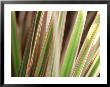 Ornamental Grass, Close-Up Of Variegated Leaves by Fiona Mcleod Limited Edition Print