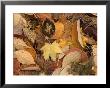 Mixture Of Warm Colored Fall Leaves On The Ground by Brian Gordon Green Limited Edition Pricing Art Print