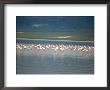 Flamingoes, Serengeti National Park, Unesco World Heritage Site, Tanzania, East Africa, Africa by Sybil Sassoon Limited Edition Print
