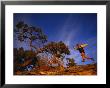 A Trail-Runner Near Dolores, Colorado by Bill Hatcher Limited Edition Print