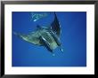 Manta Ray With Remoras, Cocos Islands, Indian Ocean by Joe Stancampiano Limited Edition Print