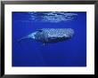 Sperm Whale, Under Surface, Azores, Portugal by Gerard Soury Limited Edition Print