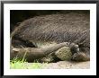 Giant Anteater At The Sunset Zoo by Joel Sartore Limited Edition Print