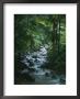 A View Of A Tropical Stream In El Yunque, Puerto Rico by Taylor S. Kennedy Limited Edition Print