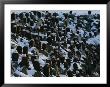American Bald Eagles Gather On A Snow-Covered Breakwater by Norbert Rosing Limited Edition Print