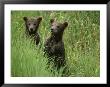 Two Grizzly Bear Cubs In Tall Grass In Katmai National Park by Michael Melford Limited Edition Print