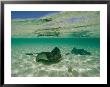 Aquatic Split-Level View Of Two Southern Stingrays In Clear Water by Wolcott Henry Limited Edition Print