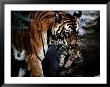 An Indian Tigress Moves Her Cubs Repeatedly To Protect Them From Predators by Michael Nichols Limited Edition Print