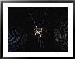 Argiope (Orb Weaver) Spider On An Intricately Woven Web by Paul Zahl Limited Edition Print