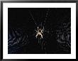 Argiope (Orb Weaver) Spider On An Intricately Woven Web by Paul Zahl Limited Edition Pricing Art Print