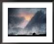 A Silhouetted Grizzly Bear Appears Against A Twilight Sky by Joel Sartore Limited Edition Print