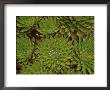 A Close View Of Flora On Mount Kenya by Bobby Model Limited Edition Print