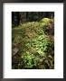 Shamrock Growing In An Ancient Oak Forest, County Kerry, Munster, Republic Of Ireland by Andrew Mcconnell Limited Edition Print