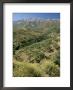 Landscape Near Competa, Malaga, Andalucia, Spain by Michael Busselle Limited Edition Print