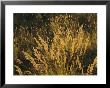 Sunlight Illuminates Meadow Grasses In The Mackenzie River Delta by Raymond Gehman Limited Edition Print