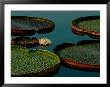 Victoria Water Lilies by James P. Blair Limited Edition Print
