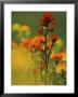 Red Indian Paintbrush Flower In Springtime, Nature Conservancy Property, Maxton Plains by Mark Carlson Limited Edition Pricing Art Print