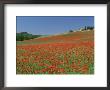 Poppy Field Near Montechiello, Tuscany, Italy by Lee Frost Limited Edition Print