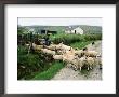 Sheep Crossing Road, Ireland by Holger Leue Limited Edition Print
