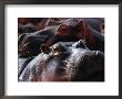 Close Up Of Hippo Herd (Hippopotamus Amphibius), Lake Manyara National Park, Arusha, Tanzania by Lawrence Worcester Limited Edition Print