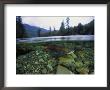 Salmon Underwater, Clayoquot Sound, Vancouver Island by Joel Sartore Limited Edition Print