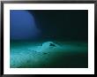 A Southern Stingray Resting On The Sea Floor Off The Coast Of Brazil by Wolcott Henry Limited Edition Print
