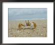 Eye To Eye View Of A Ghost Crab On The Beach by Al Petteway Limited Edition Print