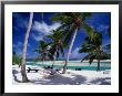 Person Relaxing In Hammock Under Palm Trees On White Sand Beach, Cook Islands by Manfred Gottschalk Limited Edition Print