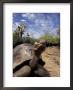 Giant Tortoise On Galapagos Islands, Ecuador by Stuart Westmoreland Limited Edition Print