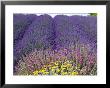 Lavender Field, Sequim, Washington, Usa by Charles Sleicher Limited Edition Print