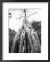 Tree Ta Prohm, Angkor, Cambodia by Walter Bibikow Limited Edition Print