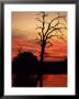 Silhouetted Tree At Twilight by Beverly Joubert Limited Edition Print