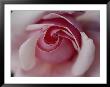 Close-Up Of A Rose by Sam Abell Limited Edition Pricing Art Print