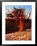 Bristlecone Pine In The White Mountains, Eastern California by Rob Blakers Limited Edition Print