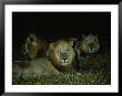 Eyes Of Several African Lions Glow From A Strobe Flash In This Night View by Beverly Joubert Limited Edition Print