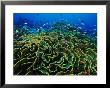 Fairy Basslet Fish (Gramma Loret) Dart Among Blooms Of Lettuce Coral by Paul Nicklen Limited Edition Pricing Art Print