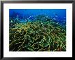Fairy Basslet Fish (Gramma Loret) Dart Among Blooms Of Lettuce Coral by Paul Nicklen Limited Edition Print
