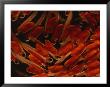 Atlantic Salmon Fish In The Alevin Stage by Paul Nicklen Limited Edition Pricing Art Print