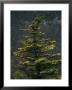 Spruce Tree Along Skyline Drive by Raymond Gehman Limited Edition Print