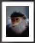 The Douc Langur Is An Endangered Species Native To Indo-China by Bates Littlehales Limited Edition Print