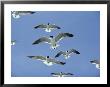 Laughing Gulls Hover Against A Blue Sky by Al Petteway Limited Edition Print