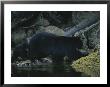 Close View Of A Bear Standing In Shallow Waters By Moss-Covered Rocks by Joel Sartore Limited Edition Print