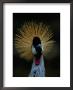 A Crowned Crane At The San Diego Wild Animal Park by Michael Nichols Limited Edition Print