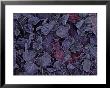 Close-Up View Of Frost On Fallen Alder Leaves by Raymond Gehman Limited Edition Print